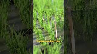 Pirinç Muhafızı Ördekler