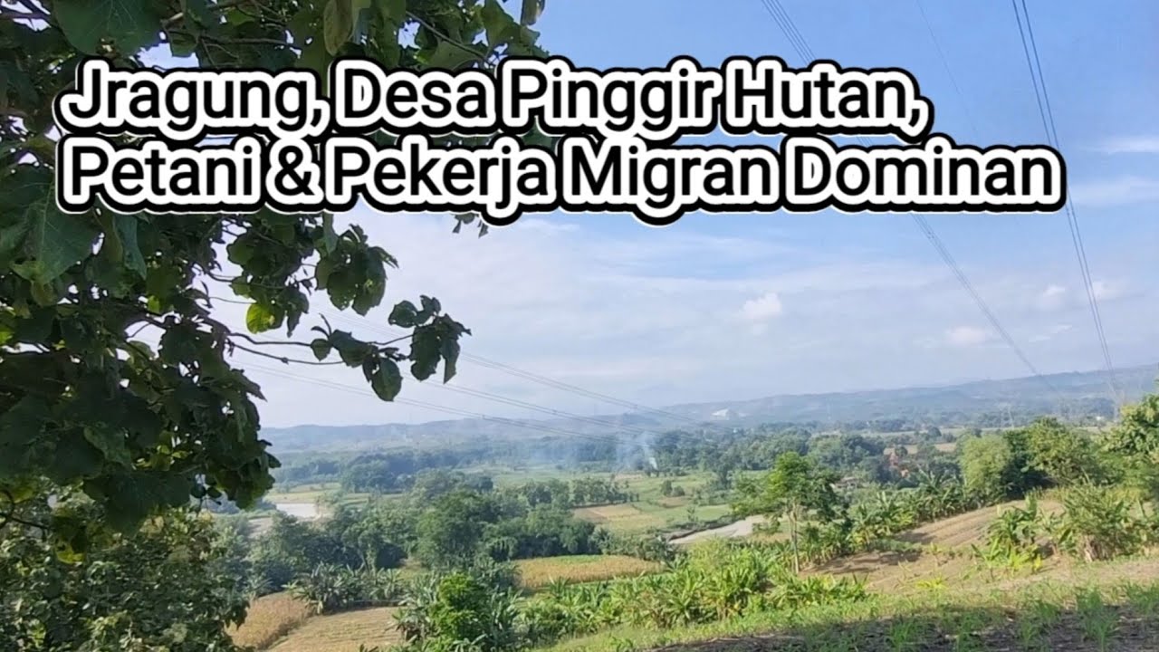 Jragung, Desa di Pinggir Hutan:  Petani dan Pekerja Migran Dominan #desa #jragung #demak