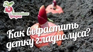 Как вырастить детку гладиолуса? #urozhainye_gryadki