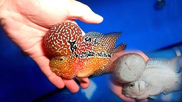 LÊN Cá La Hán Dòng ĐỦ LOẠI đầy đủ MÀU SẮC Size LỚN || Cá La Hán dòng KAMFA 