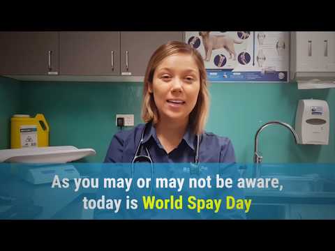 Video: „World Spay Day“: 10 priežasčių Jūsų naminiai gyvūnai turi būti spayed arba neuteruoti