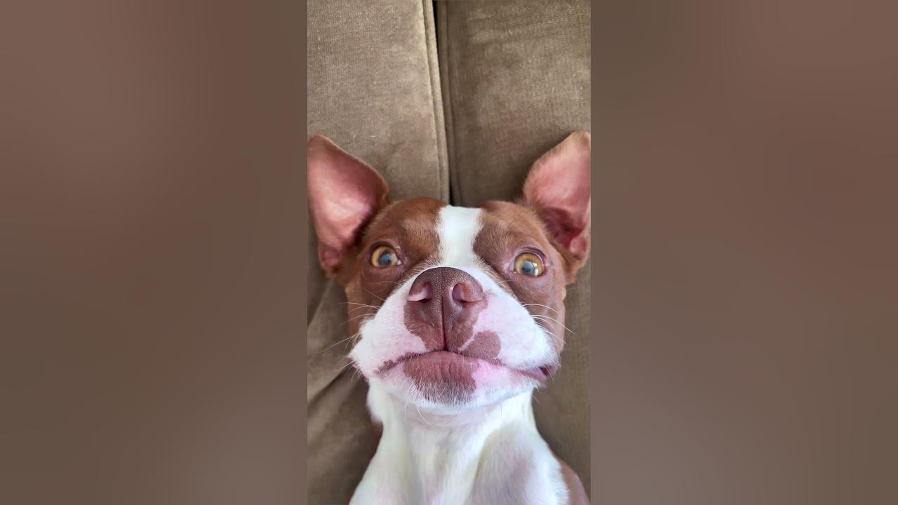 Fart shocker jolts dog's peaceful slumber! shorts funnydogs dog