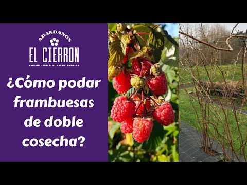 Video: Plantas de frambuesa roja que dan verano: ¿Cuándo podar las frambuesas que dan verano?