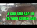 empat ciri ciri sapi IB ya positif hamil