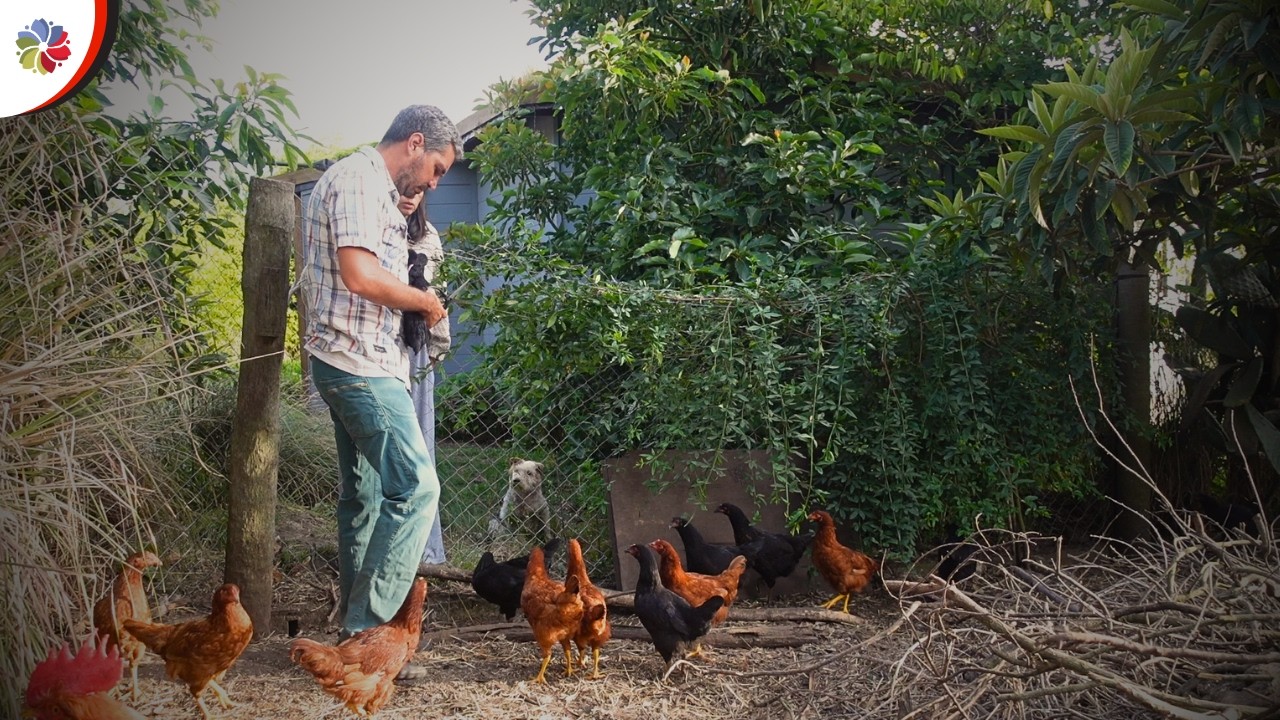 🐔 Gallinas en peligro y lo que necesita todo gallinero... aquí nada se desperdicia 🍄