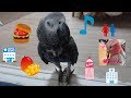 ハイテンションるいちゃん ヨウムのるいちゃん