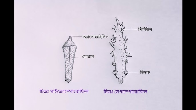 Yosh geylar guruhi