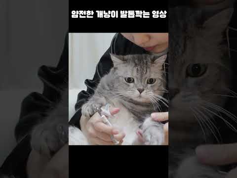 #고양이 #로즈 #고양이발톱