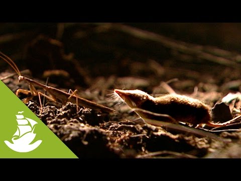 Video: Kan een beet van een spitsmuis een mens doden?