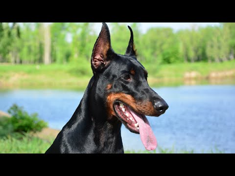 Video: Hoe Om 'n Doberman Op Te Lei