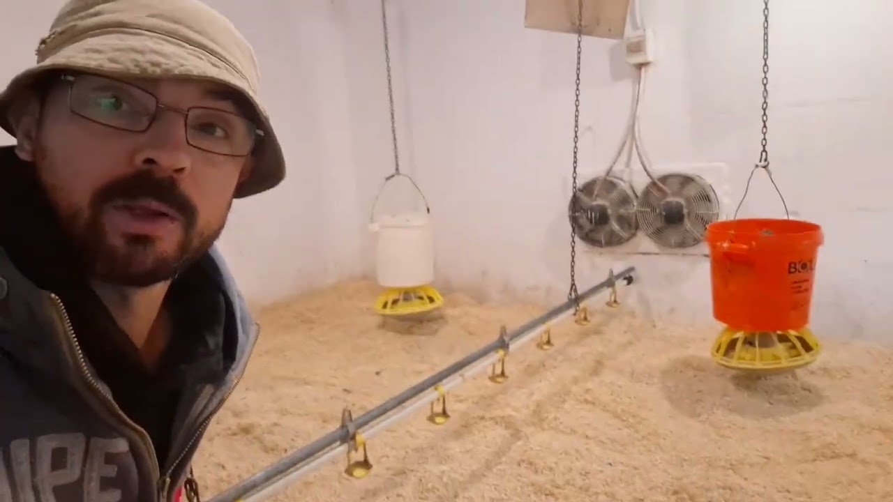 Бізнес на Бройлерах 10 доларів на 🐔 круглий рік‼️Міні курятник,умови та обладнання‼️Готові до нової