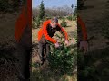 Weihnachtsbäume richtig zuschneiden. How to Prune Christmas Trees. #garten