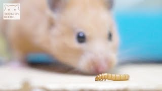 【虫注意】ミルワーム成長記。【ハムスター／キンクマ】/A meal worm grows.