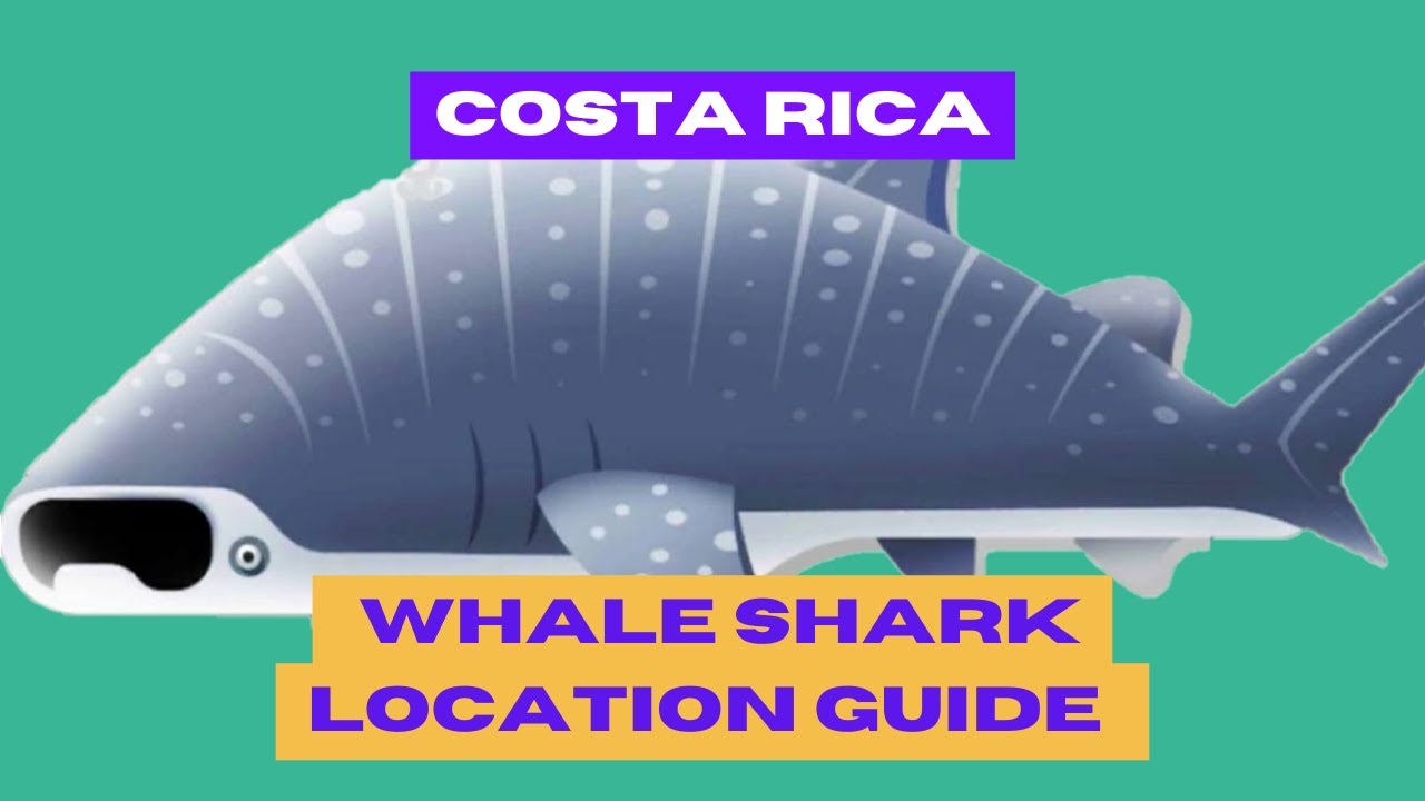 Creatures of the Deep Whale Shark Location Guide Tutorial Gameplay Android Games