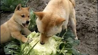 Dogs Eating Cabbage Videos Compilation - Dog Eating Raw Food - Dog Stealing Food