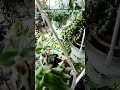 Кімнатні рослини переїхали на зиму з балкону у теплі кімнати #кімнатнірослини #кімнатніквіти #квіти