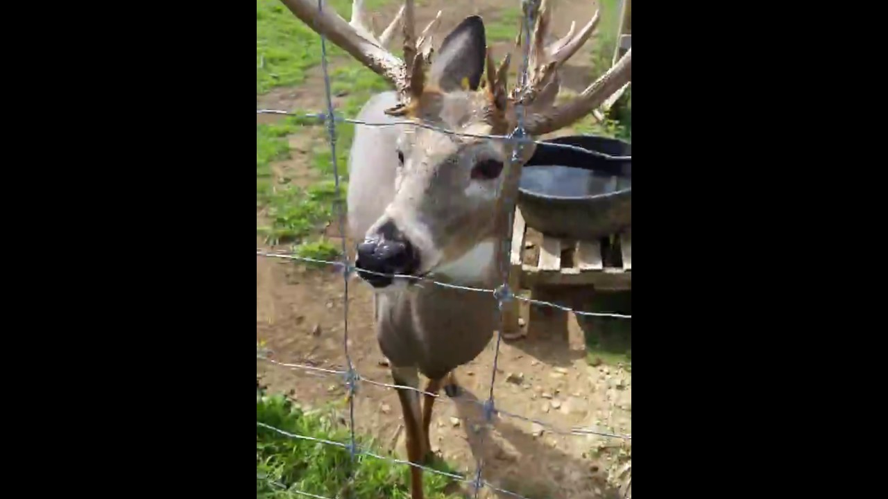 camera iphone 8 plus apk Deer Farm Part 3