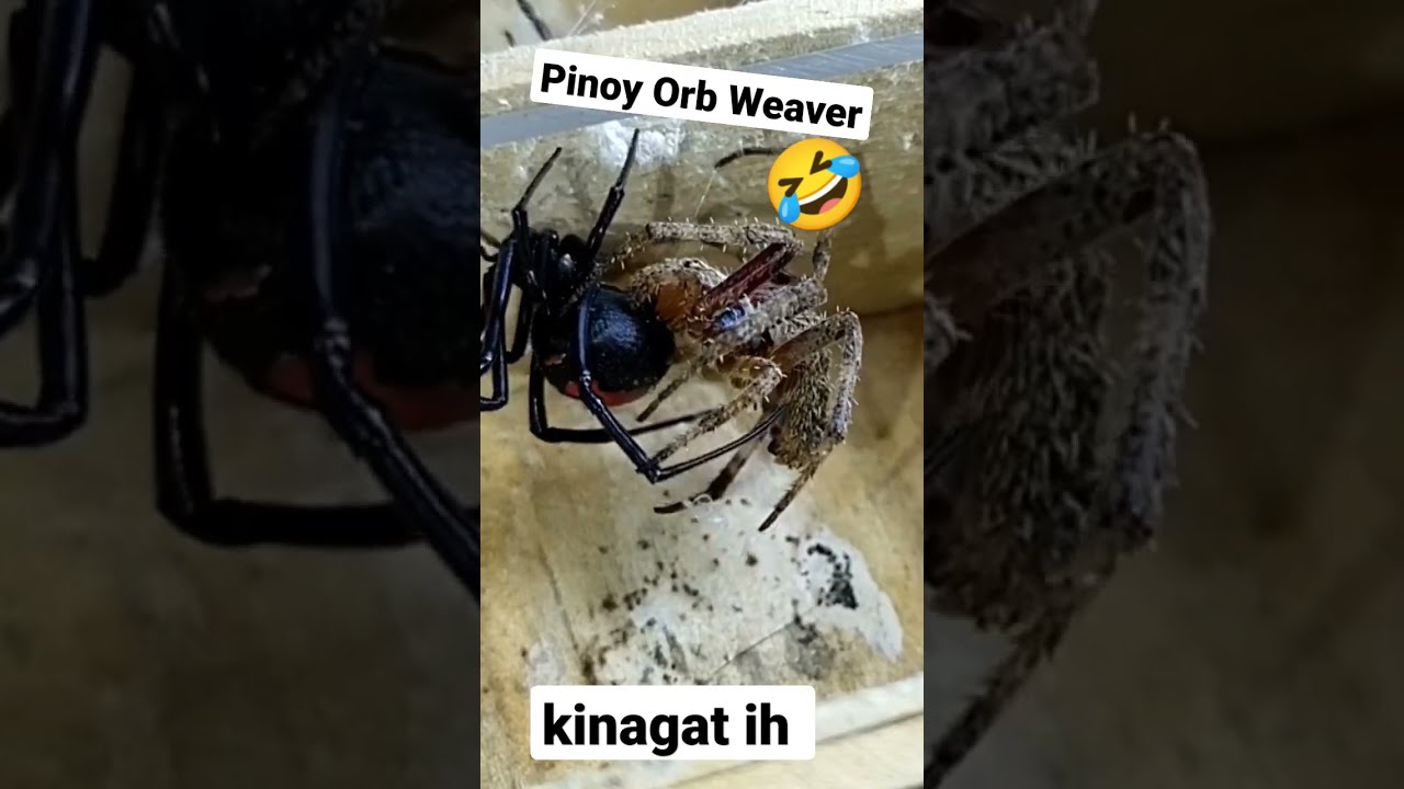 Kinagat Eh 