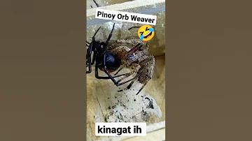 Kinagat Eh 