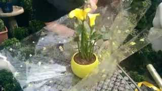 How to Gift Wrap a Plant with Jeannine at Bents Garden & Home
