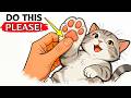 5 Things Cats LOVE That Owners Rarely Do (Cats Wish You Knew This)