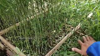 Tanam Cabe Pada Bibit Umur 160 Hari Bibit Tua.