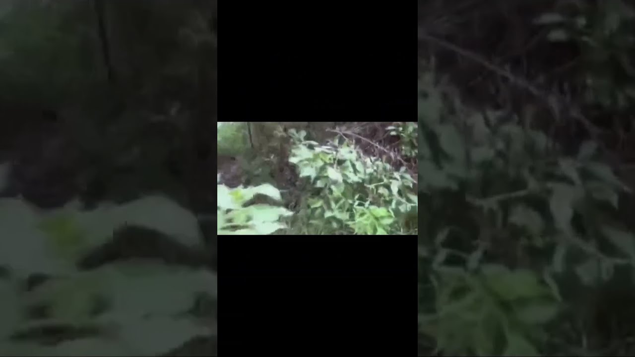 Hiking found footage