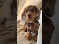Awwww #foryou #notmine #puppy