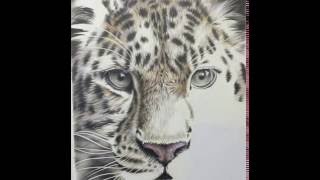 Time lapse of Amur leopard drawing