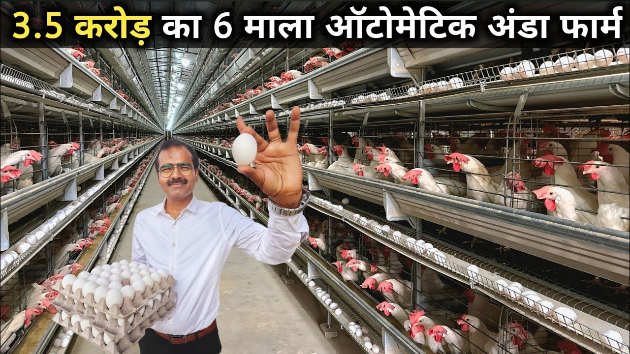 ऐसा अनोखा 6 मंजिला अंडा फार्म आपने देखा नहीं होगा |100% Automatic Layer Poultry Farm