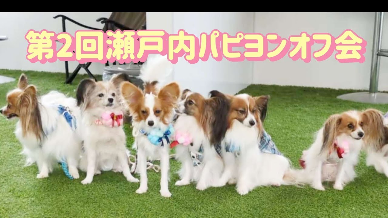 瀬戸内パピヨン大集合🌟