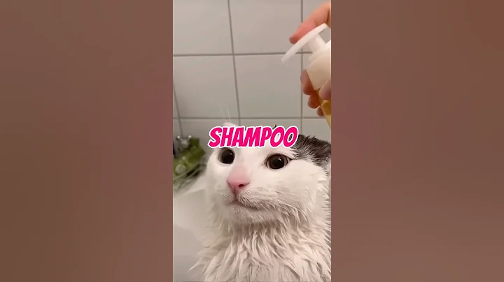 Video 11580001: pet russian blue cat, russian blue cat kitten, cat usa pets, cat washing