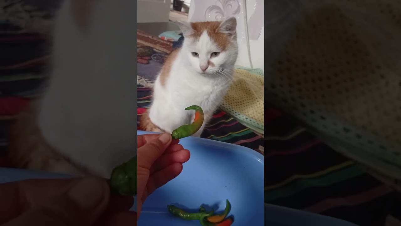 Ранок, перчик,помічник,мої дівчулі