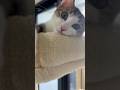 ただただ可愛いキジシロ子猫 #子ネコ #子猫の成長動画 #野良猫から家猫へ