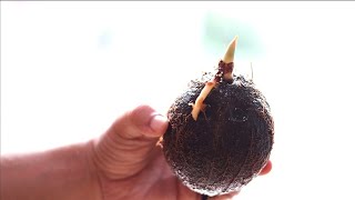 How To Grow Coconut Easily In A Jar !! #coconut