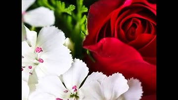 الشيخ عبدالودود حنيف سورة ( الشرح )