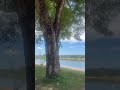 Soothing River Sounds for Deep Sleep 🌊 | Som de Riacho Relaxante para Dormir