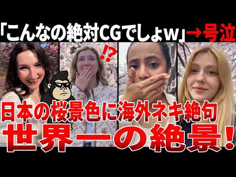 【海外の反応】「これ現実なの…？」初めて見る日本の桜に海外ネキ達がガチ号泣してしまうwwのサムネイル