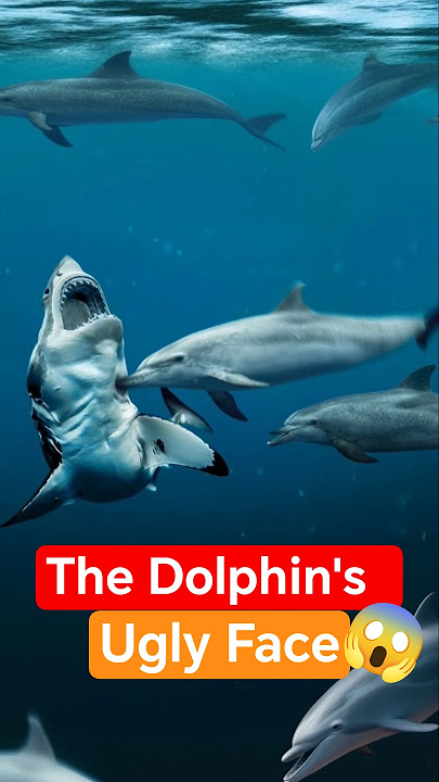 The Ugly Side of Dolphins ⭕ You Won’t Love Them Anymore 😲