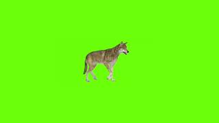 wolf green screen video-wolf for chroma key | PPS