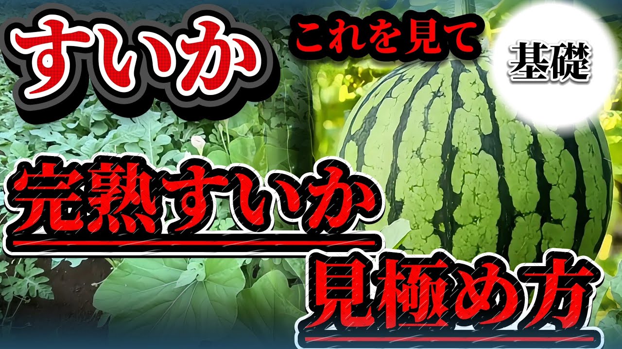 【すいか】完熟スイカはココで確認出来ます！！見極め方を徹底紹介します！
