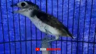 Pentet Macan - Suara Burung Tengkek Buto