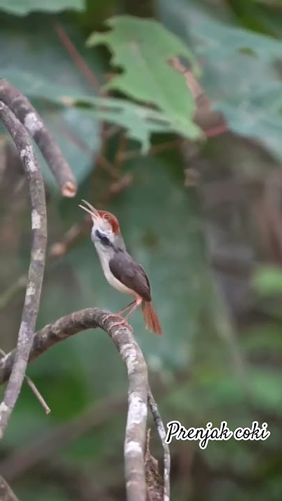 prenjak coki very beautiful little bird #birds #birdsong #birdsounds #nature