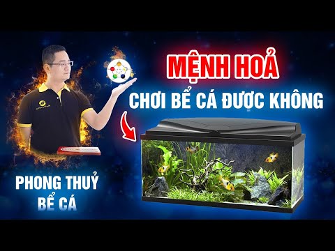 Video 01 Mệnh Hỏa có dùng được Bể cá không? | Tuấn Phong Thuỷ - youtube