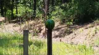 30-06 vs watermelon