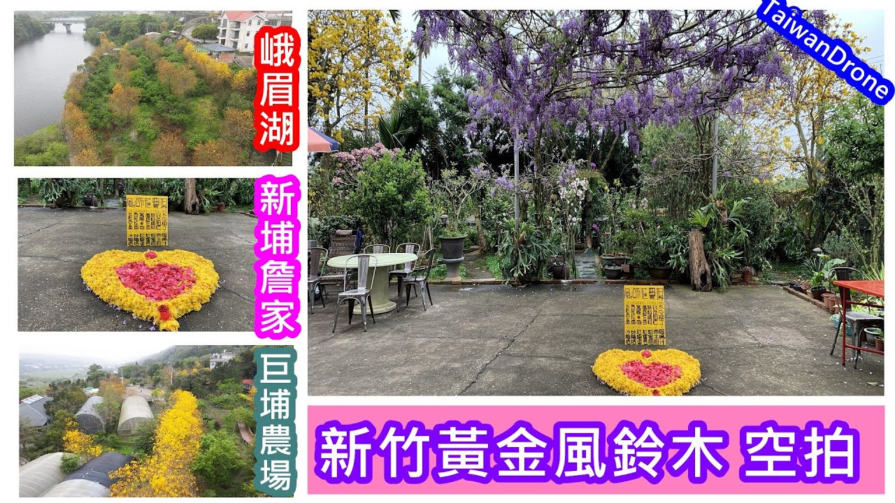 新竹黃金風鈴木 峨眉湖 新埔詹家 巨埔農場 空拍 Youtube