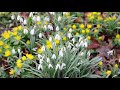 Brodsworth Hall snowdrops. 7th February 2020