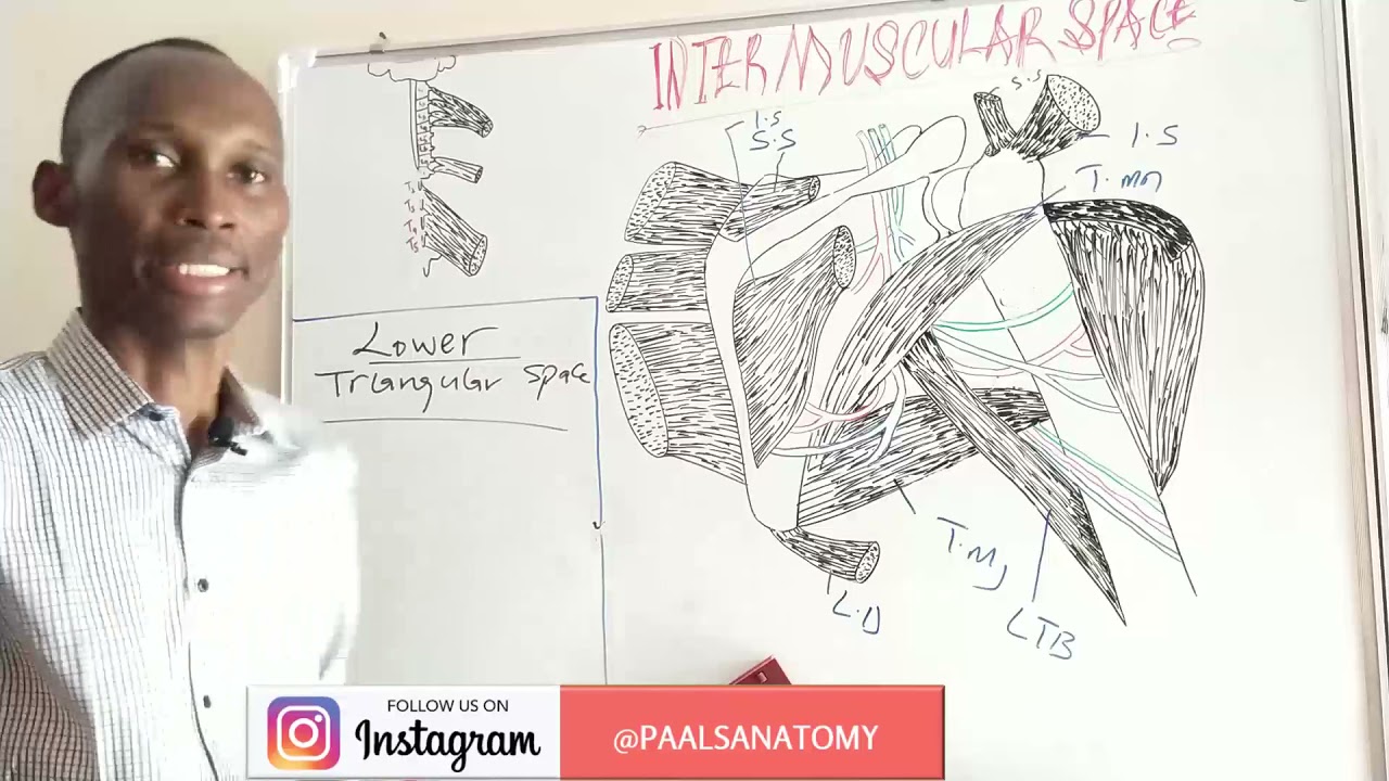 INTERMUSCULAR SPACES paals anatomy