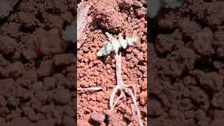 Does anybody know this creature's name?