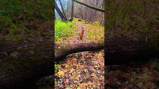 собака гуляка #немецкаяовчарка #dog #doglife #doglove #dogshorts #котопёс #овчарки #немцы #собаки